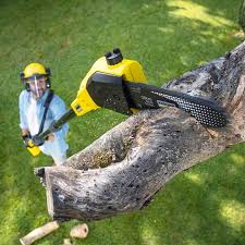 Tree and Shrub Care in Fox Farm College, WY